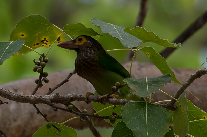 Bruinkopbaardvogel